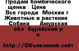 Продам бомбического щенка › Цена ­ 30 000 - Все города, Москва г. Животные и растения » Собаки   . Амурская обл.,Бурейский р-н